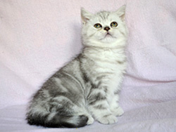 шотландский кошка Adalinda (черная серебристая мраморная)