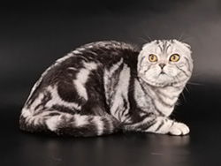шотландский вислоухий кот Adam (черный серебристый мраморный)