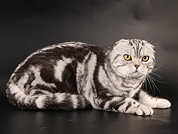 шотландский вислоухий кот Adam (черный серебристый мраморный)