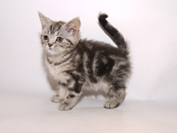 шотландская (черная серебристая мраморная) кошка Babetta