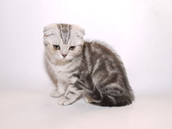 шотландская вислоухая (черная серебристая мраморная) кошка Barbara