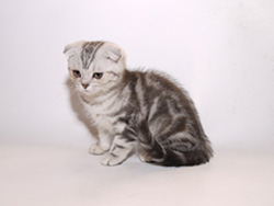 шотландская вислоухая (черная серебристая мраморная) кошка Barbara