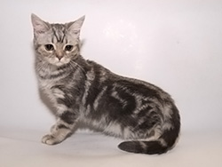 шотландская (голубая серебристая мраморная) кошка Castiella