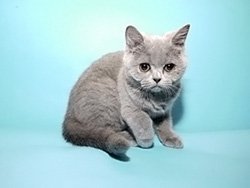 шотландская кошка (голубая)
