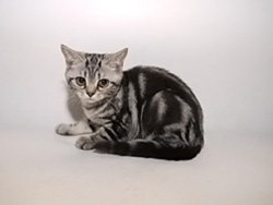 шотландская кошка Glen (черная серебристая мраморная)