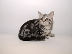 шотландская кошка Gutiera (черная серебристая мраморная)