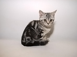 шотландская кошка Gutiera (черная серебристая мраморная)