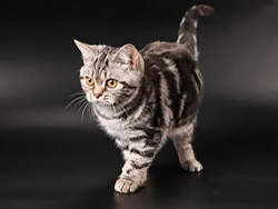 шотландская кошка Halifa (черная серебристая мраморная)