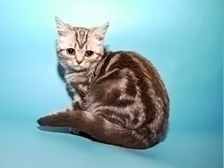 шотландская кошка Lubava (шоколадная серебристая мраморная)
