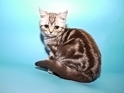 шотландская кошка Lubava (шоколадная серебристая мраморная)