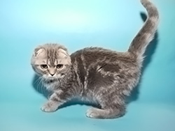 шотландский вислоухий кот Lubomir (голубой серебристый мраморный)