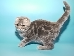 шотландский вислоухий кот Lubomir (голубой серебристый мраморный)