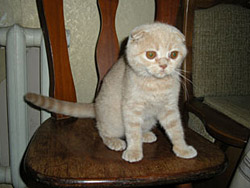 шотландский вислоухий кот (кремовый)
