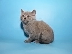 шотландский кот Makar (голубой)