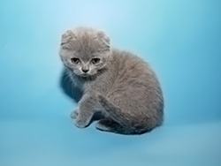 шотландская вислоухая кошка Marfa (голубая)