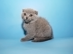 шотландская вислоухая кошка Marfusha (голубая)