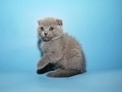 шотландская вислоухая кошка Marfusha (голубая)