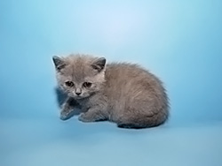 шотландская кошка Margosha (голубая)