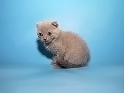 шотландский вислоухий кот Matiz (лиловый)