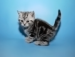шотландский кот Nikas (голубая)