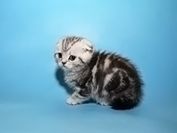 шотландская вислоухая кошка Noyabrina (черная серебристая мраморная)