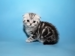 шотландская вислоухая кошка Noyabrina (черная серебристая мраморная)